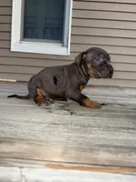 Frosting, a male Catahoula Leopard Dog for sale in Macomb, IL – Photo 2 of 3