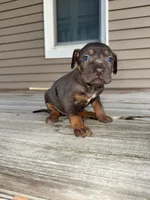 Frosting, a male Catahoula Leopard Dog for sale in Macomb, IL – Photo 1 of 3