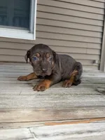 Frosting, a male Catahoula Leopard Dog for sale in Macomb, IL – Photo 3 of 3