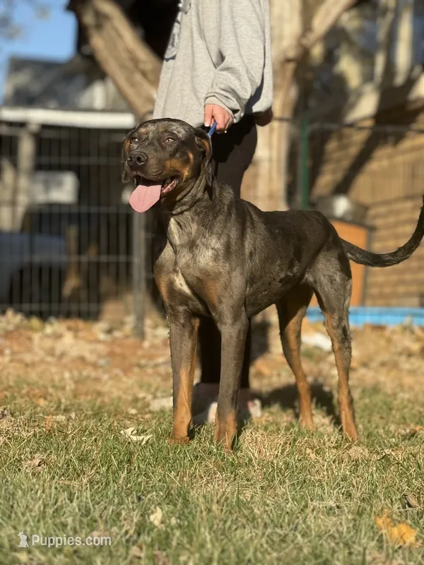 Kiyah – Catahoula Leopard Dog puppy for sale in Bushnell, IL