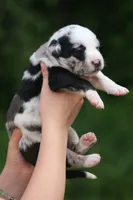 Ziva, a female Catahoula Leopard Dog for sale in Bushnell, IL – 2 of 4