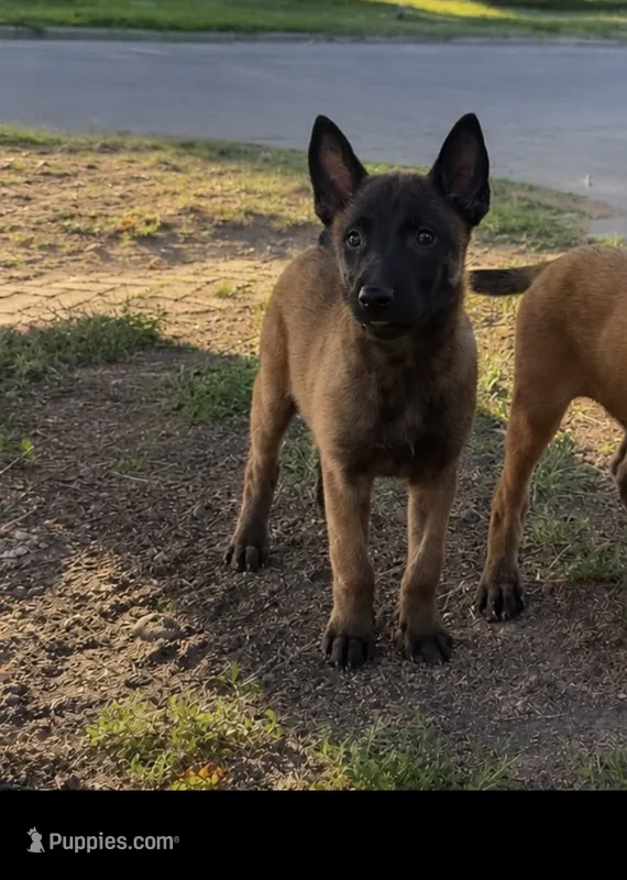 Creed – Belgian Malinois puppy on hold in Bushnell, IL