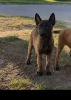 Creed, a male Belgian Malinois for sale in Bushnell, IL – 1 of 1