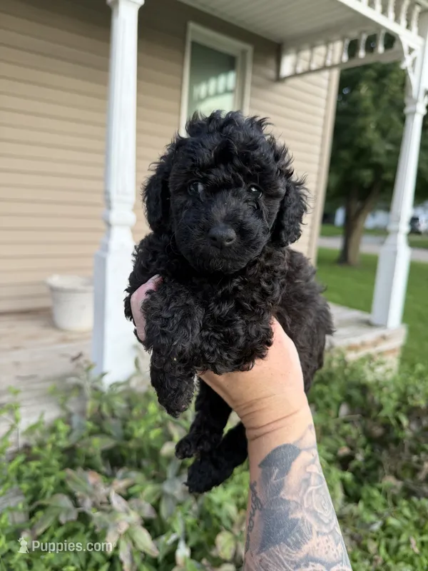 Snap – Poodle - Toy  puppy for sale in Bushnell, IL