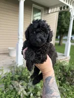 Snap, a male Poodle - Toy  for sale in Bushnell, IL – 1 of 3
