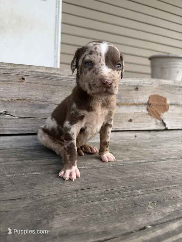 Kerchak – Catahoula Leopard Dog puppy for sale in Bushnell, IL