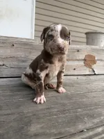 Kerchak, a male Catahoula Leopard Dog for sale in Bushnell, IL – 1 of 8
