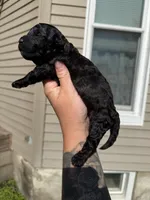 Snap, a male Poodle - Toy  for sale in Bushnell, IL – 3 of 3