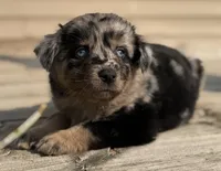 Mango , a female Australian Shepherd for sale in Bushnell, IL – 3 of 7