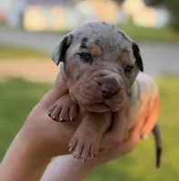 Cobra, a female Catahoula Leopard Dog for sale in Bushnell, IL – 5 of 5