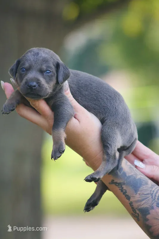 Jack – Catahoula Leopard Dog puppy for sale in Bushnell, IL