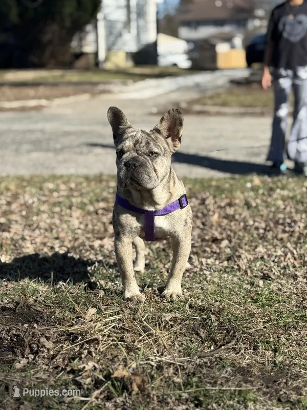 Haven, a female French Bulldog for sale in Macomb, IL – Photo 1 of 5