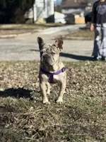 Haven, a female French Bulldog for sale in Macomb, IL – Photo 1 of 5