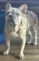 Haven, a female French Bulldog for sale in Macomb, IL – Photo 3 of 5