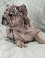 Haven, a female French Bulldog for sale in Macomb, IL – Photo 2 of 5