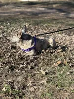 Haven, a female French Bulldog for sale in Macomb, IL – Photo 5 of 5