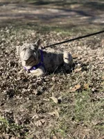 Haven, a female French Bulldog for sale in Macomb, IL – Photo 4 of 5