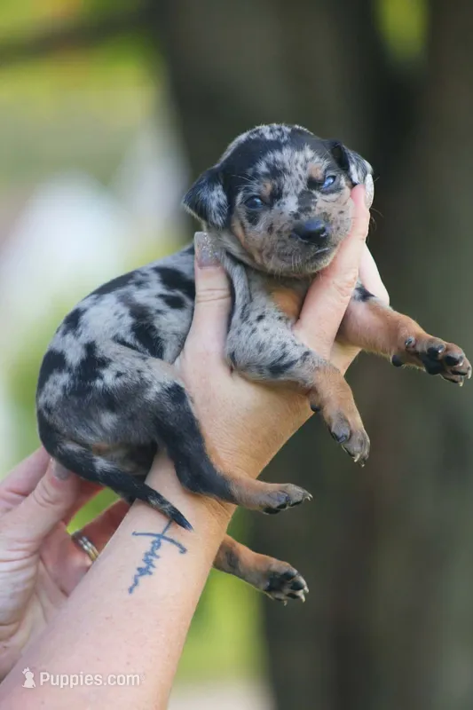 Velvet – Catahoula Leopard Dog puppy for sale in Bushnell, IL