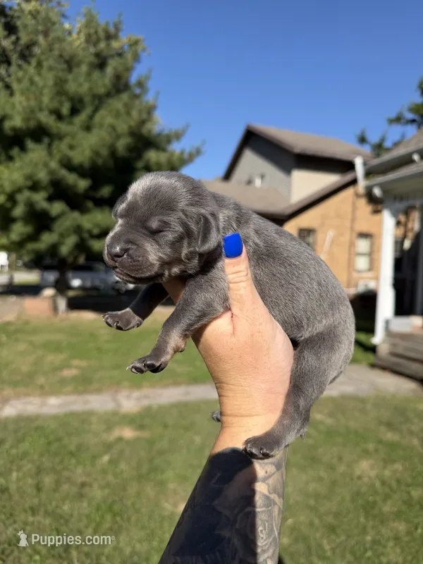 Bourbon – Catahoula Leopard Dog puppy for sale in Bushnell, IL