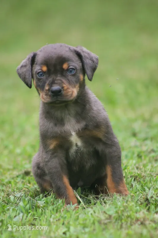 Talon – Catahoula Leopard Dog puppy for sale in Bushnell, IL