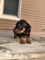 Bash, a male Catahoula Leopard Dog for sale in Macomb, IL – Photo 4 of 4