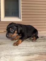 Bash, a male Catahoula Leopard Dog for sale in Macomb, IL – Photo 3 of 4