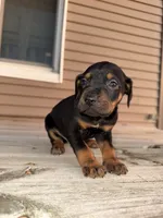 Bash, a male Catahoula Leopard Dog for sale in Macomb, IL – Photo 1 of 4