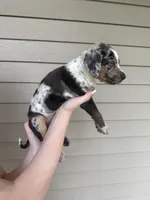 Glow, a female Catahoula Leopard Dog for sale in Bushnell, IL – 2 of 2