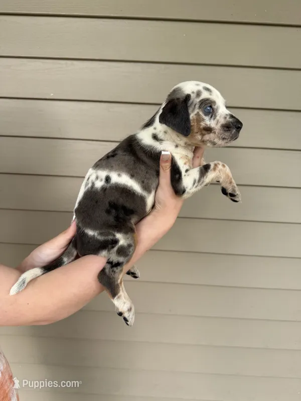 Primer – Catahoula Leopard Dog puppy for sale in Bushnell, IL