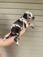 Primer, a male Catahoula Leopard Dog for sale in Bushnell, IL – 1 of 2