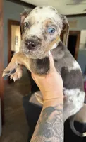 Smudge, a male Catahoula Leopard Dog for sale in Bushnell, IL – 2 of 3
