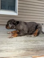 Party, a male Catahoula Leopard Dog for sale in Macomb, IL – Photo 2 of 5