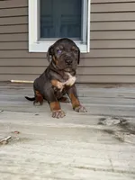 Party, a male Catahoula Leopard Dog for sale in Macomb, IL – Photo 3 of 5