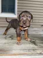 Party, a male Catahoula Leopard Dog for sale in Macomb, IL – Photo 1 of 5