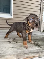Party, a male Catahoula Leopard Dog for sale in Macomb, IL – Photo 5 of 5