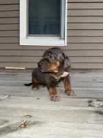 Party, a male Catahoula Leopard Dog for sale in Macomb, IL – Photo 4 of 5