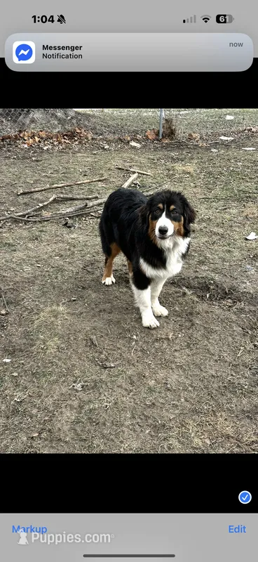 Juliette – Australian Shepherd puppy for sale in Bushnell, IL