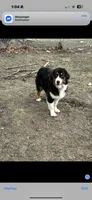 Juliette, a female Australian Shepherd for sale in Bushnell, IL – 1 of 3
