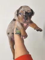 Rogue, a female Catahoula Leopard Dog for sale in Bushnell, IL – 1 of 5