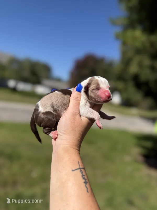 Kala – Catahoula Leopard Dog puppy for sale in Bushnell, IL