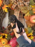 Toddy, a female Catahoula Leopard Dog for sale in Bushnell, IL – 2 of 2