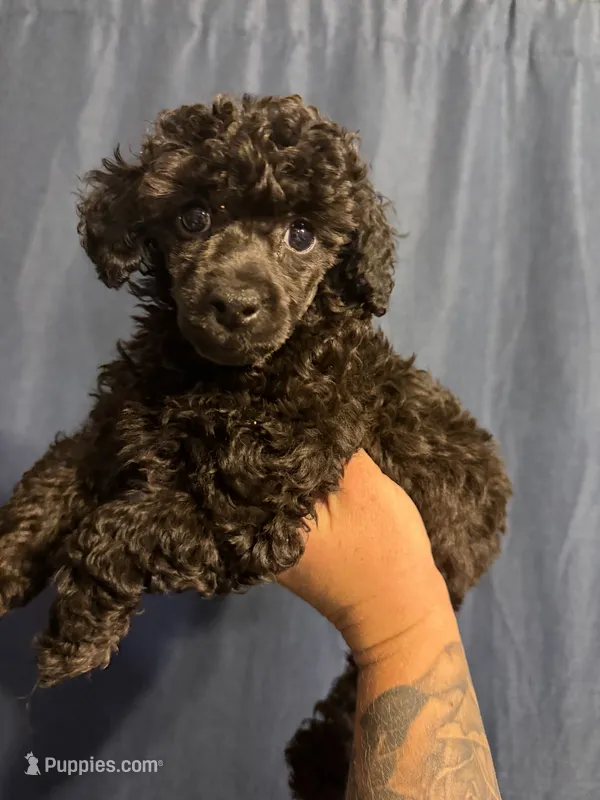 Snap – Poodle - Toy  puppy for sale in Bushnell, IL