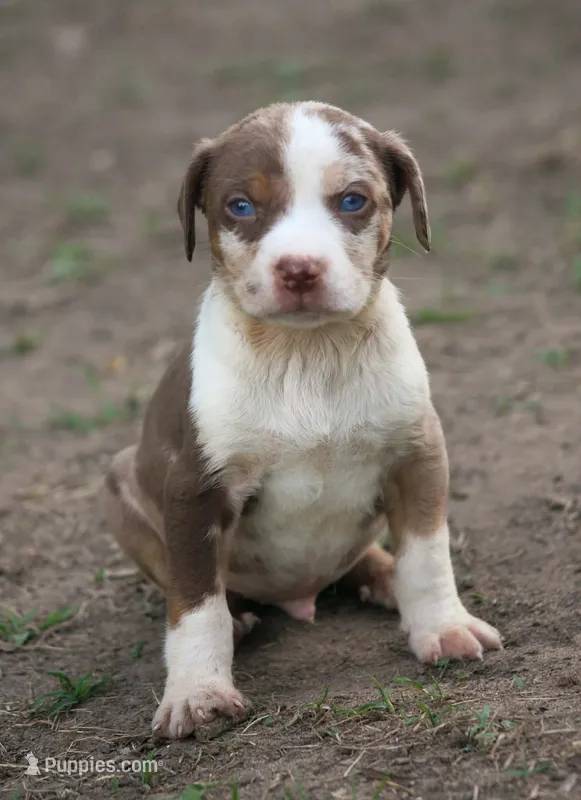 Wyatt – Catahoula Leopard Dog puppy for sale in Bushnell, IL