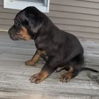 Candle, a male Catahoula Leopard Dog for sale in Macomb, IL – Photo 6 of 10