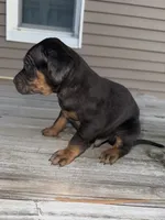 Candle, a male Catahoula Leopard Dog for sale in Macomb, IL – Photo 6 of 10