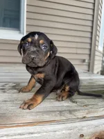 Candle, a male Catahoula Leopard Dog for sale in Macomb, IL – Photo 8 of 10