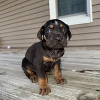 Candle, a male Catahoula Leopard Dog for sale in Macomb, IL – Photo 2 of 10