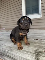 Candle, a male Catahoula Leopard Dog for sale in Macomb, IL – Photo 2 of 10