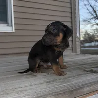Candle, a male Catahoula Leopard Dog for sale in Macomb, IL – Photo 5 of 10
