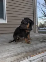 Candle, a male Catahoula Leopard Dog for sale in Macomb, IL – Photo 5 of 10